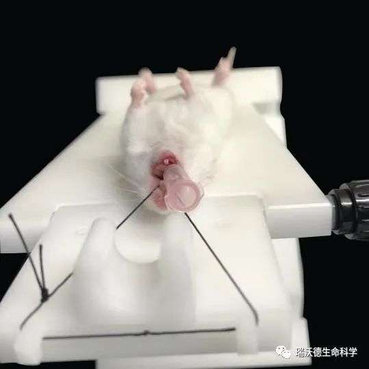 大小鼠气管插管不好做可能是你的方式不对