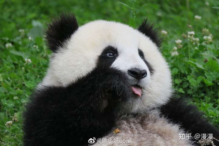 作为熊猫粉,你最爱的熊猫是哪一只?