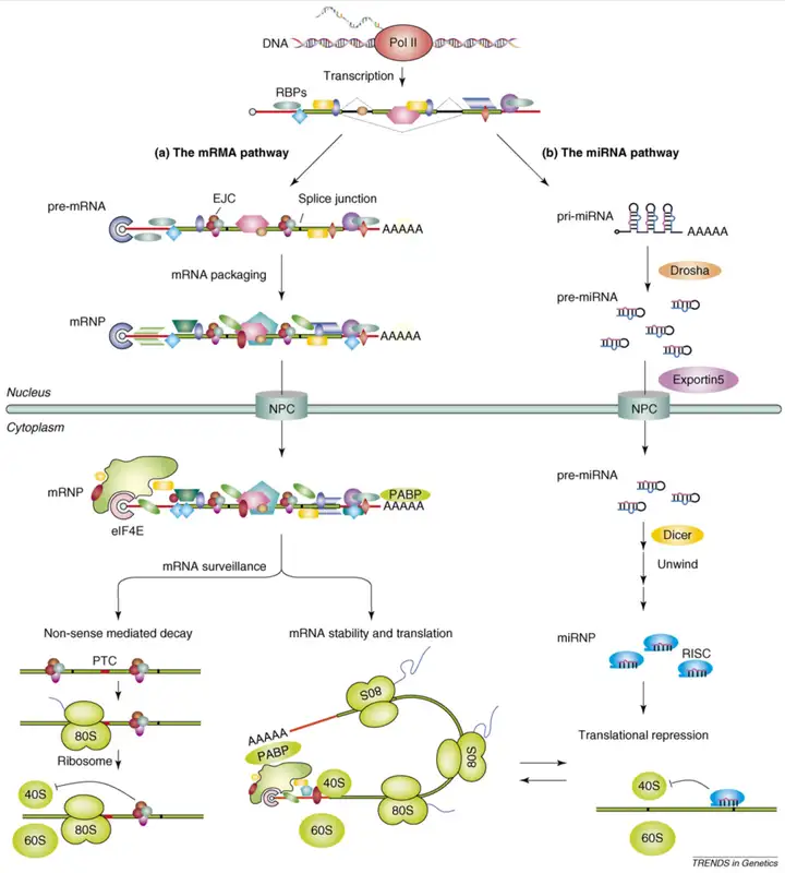 《一文读懂｜RNA Pull-down实验流程（值得收藏）》