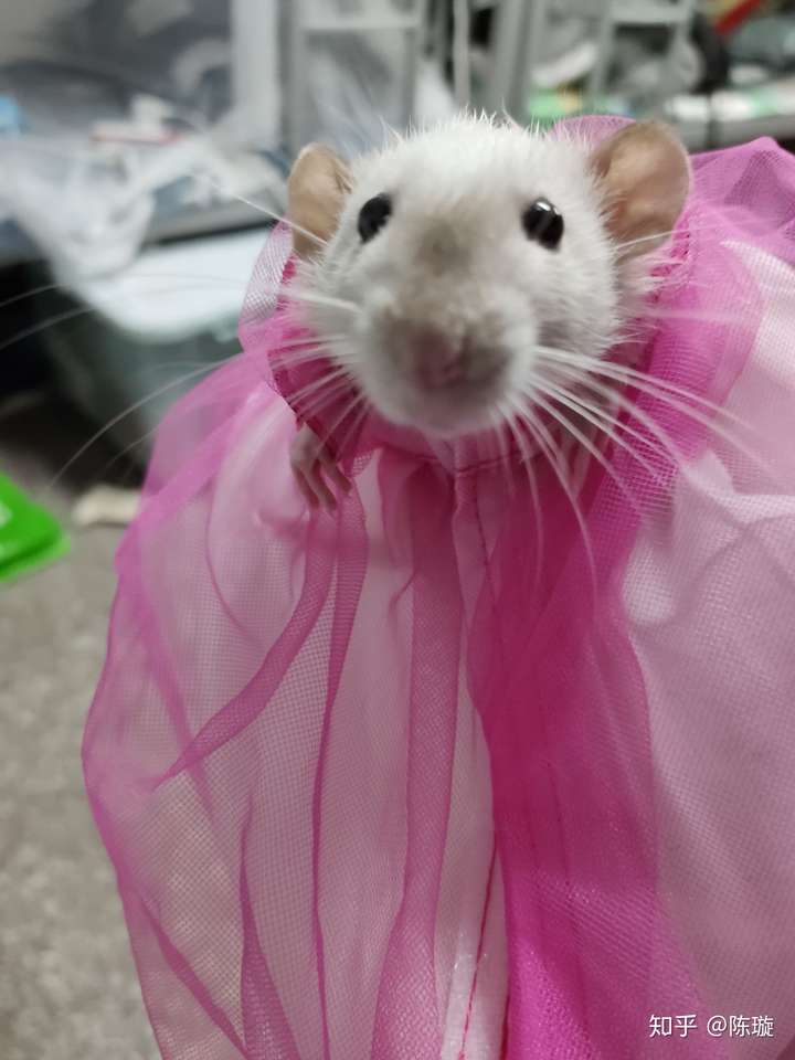 花枝鼠算冷门吧.