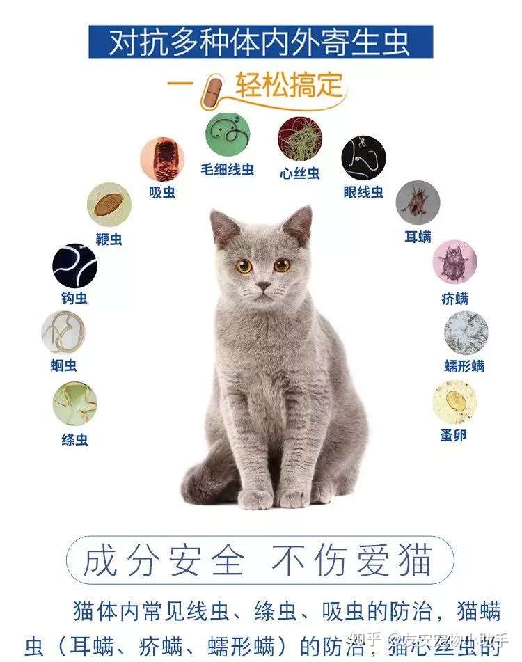 猫咪驱虫 不是你想驱就可以驱的 知乎