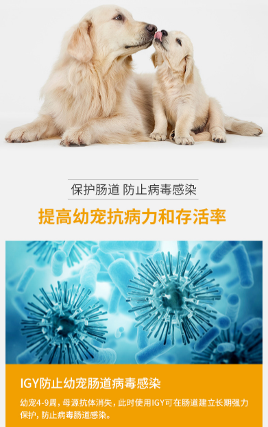 狗狗得了冠状病毒怎么办