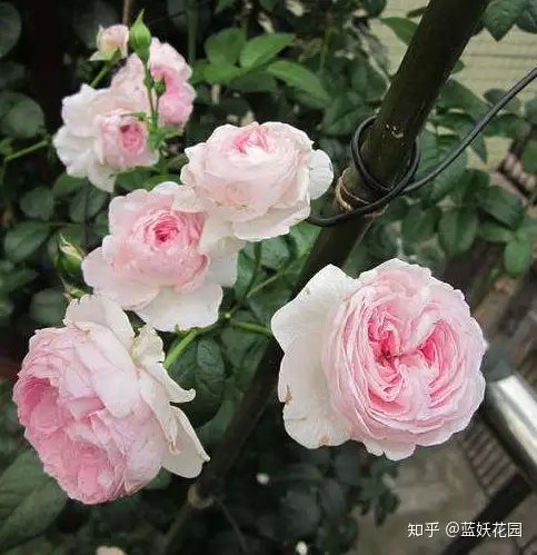 想要月季花开花多 花期更长 只要记住这4点 知乎