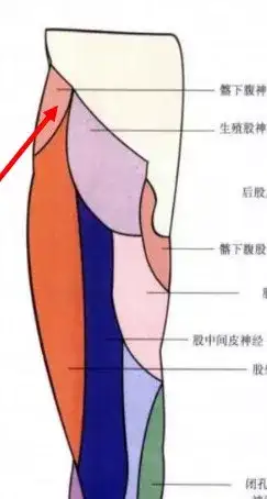 腰骶关节的上下缘,腰骶关节劳损插图6 腰骶关节的上下缘,腰骶关节劳损插图6