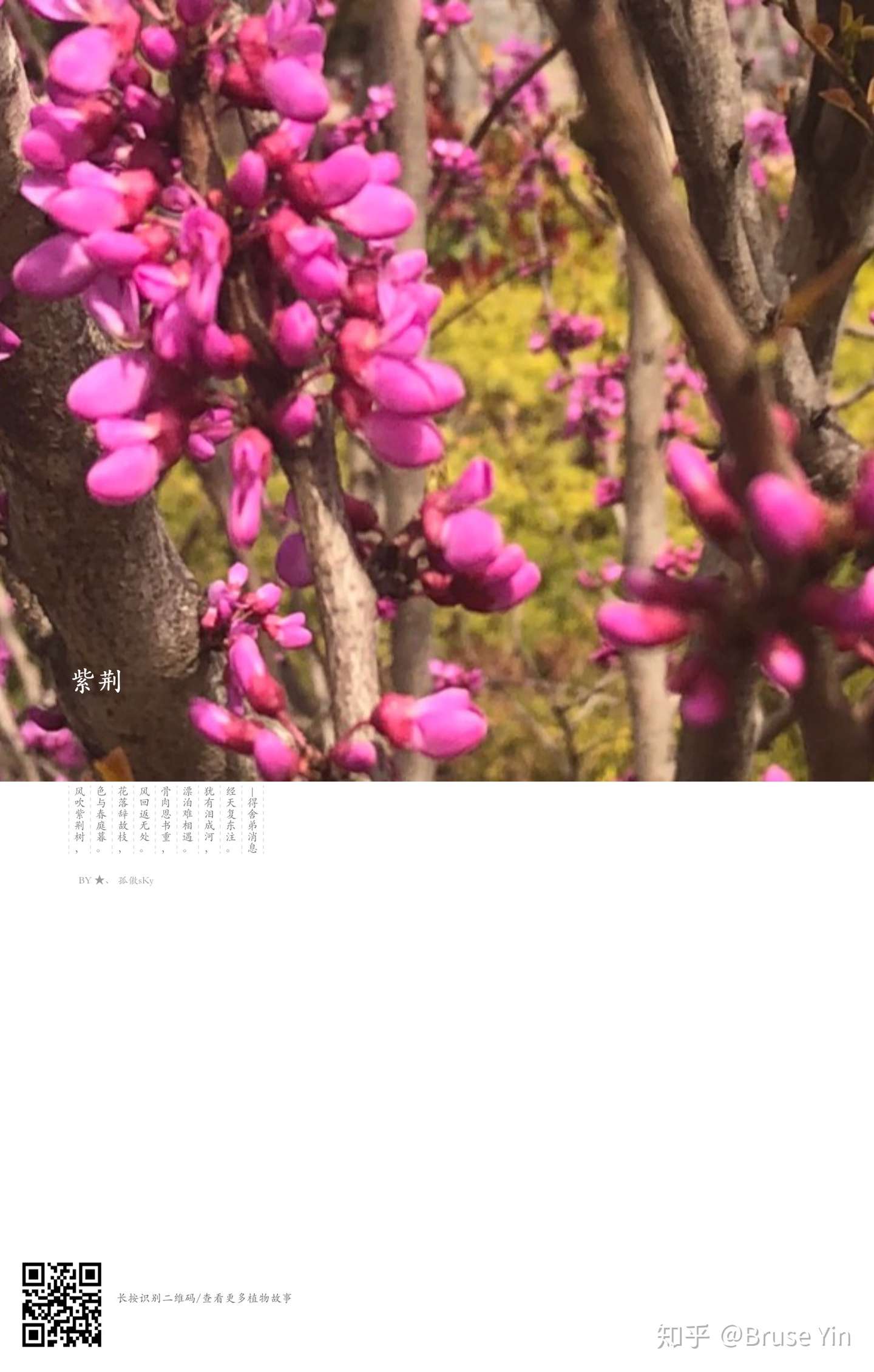 豆科 紫荆花 知乎