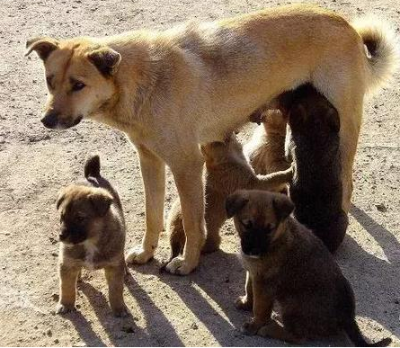 狗可以几世同堂狗爷爷认识狗孙子吗狗孙子认识狗爷爷吗