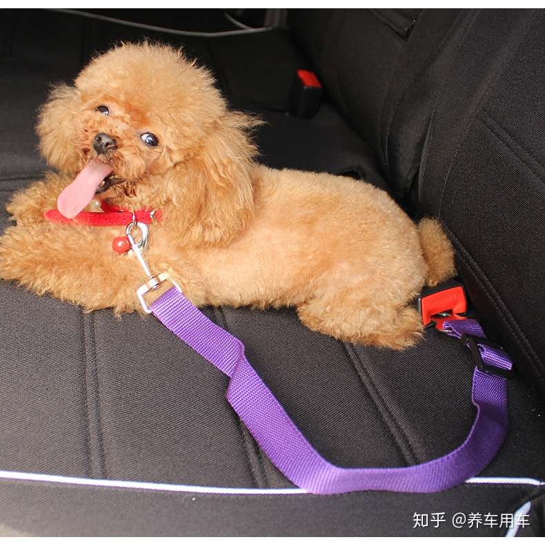 狗狗需要系安全带吗 各位爸爸妈妈注意咯 知乎