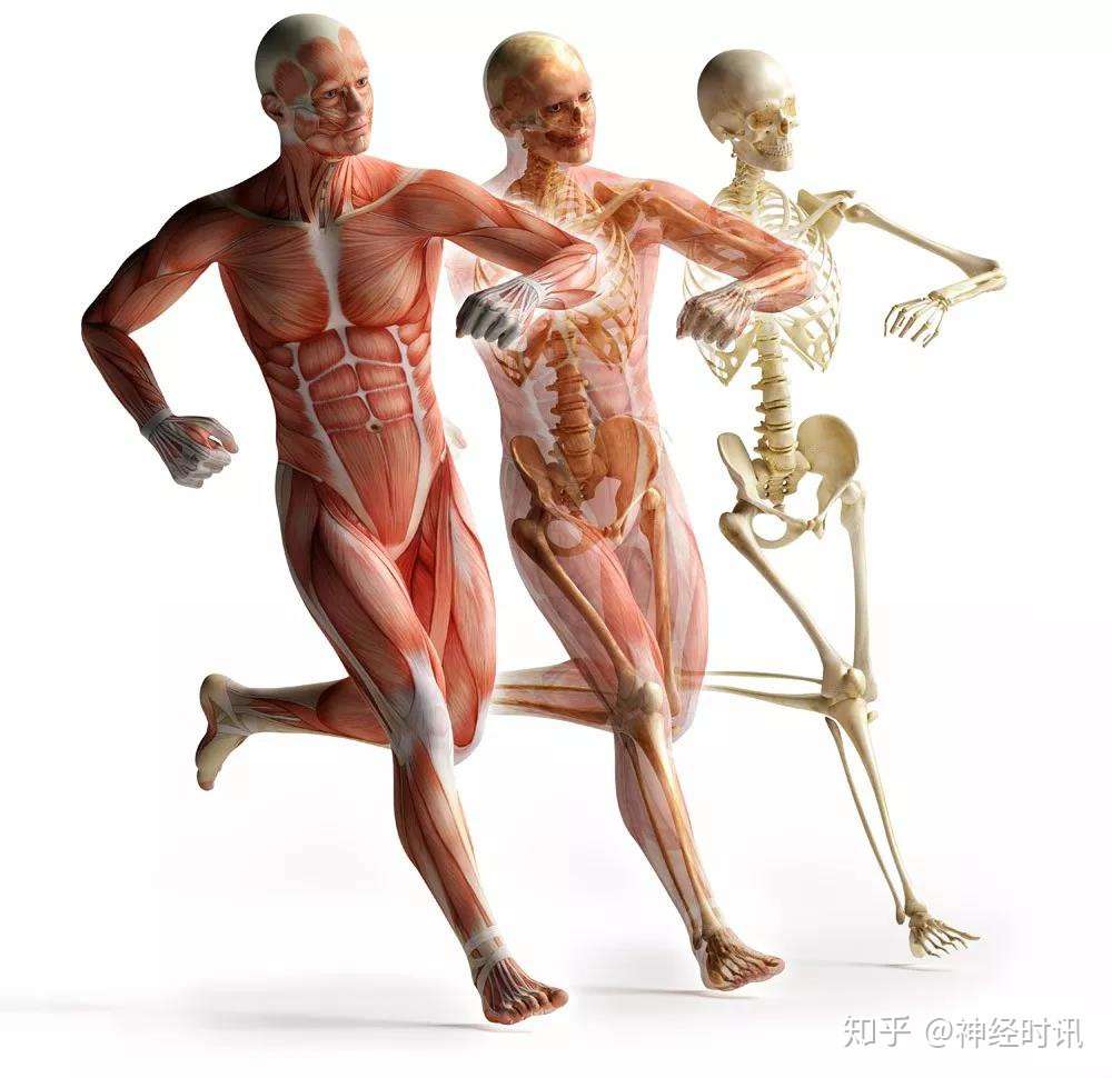 人体解剖学学习的思路及学习方法 一 知乎