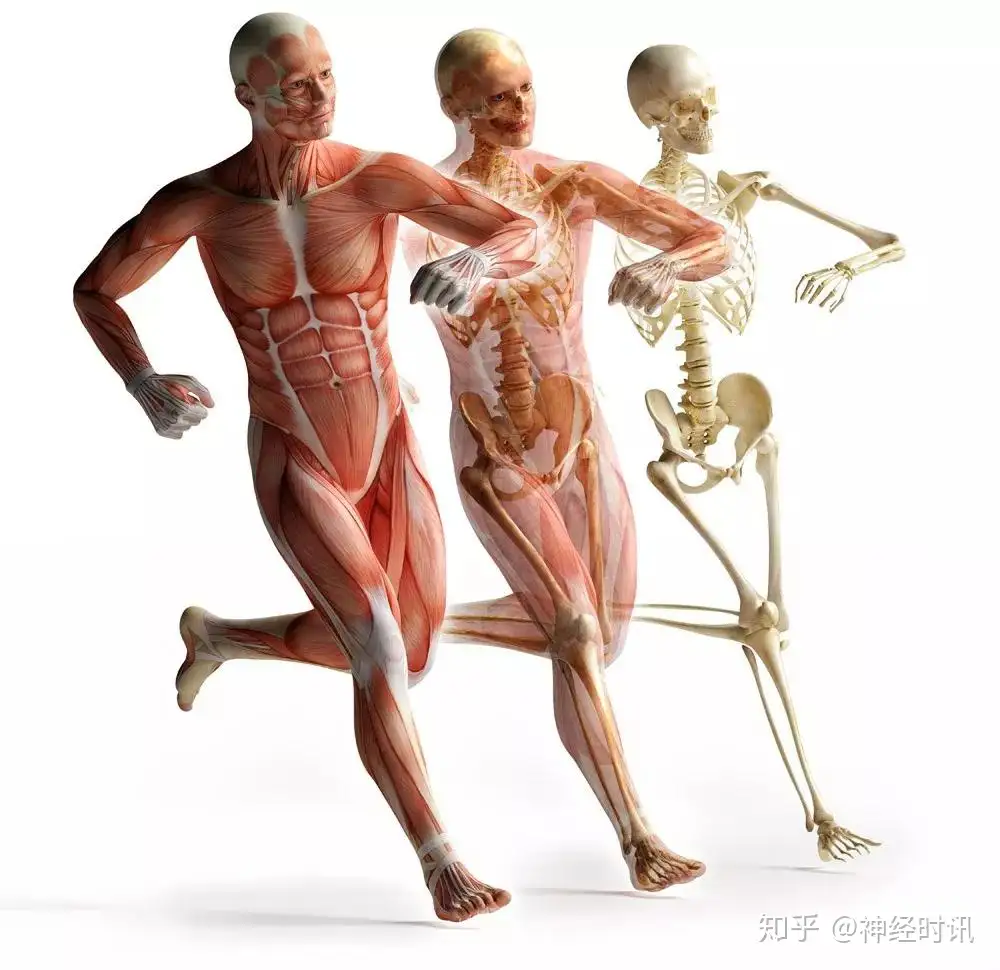 人体解剖学学习的思路及学习方法(一) - 知乎
