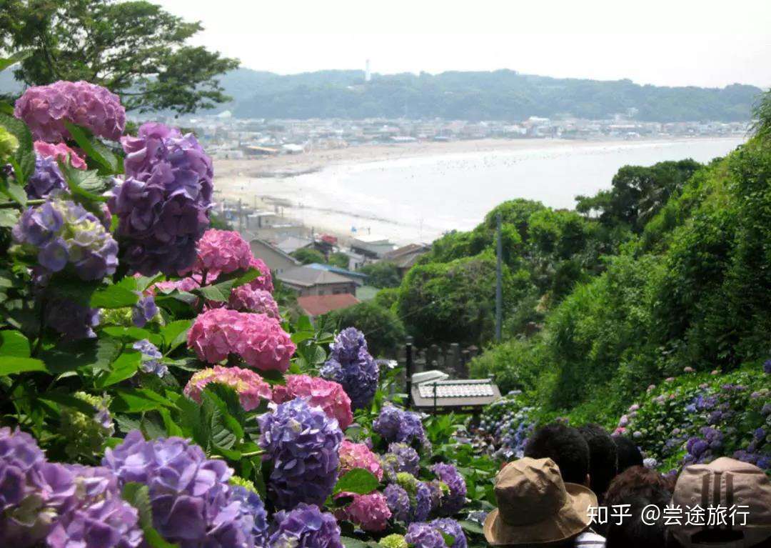 梅雨季的浪漫 东京近郊绣球花最佳赏花景点攻略 知乎