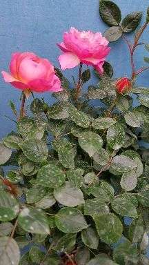 各种颜色的月季花视频 v2-96047ca13aeb22142567874674ba9073_720w.jpg?source=1940ef5c