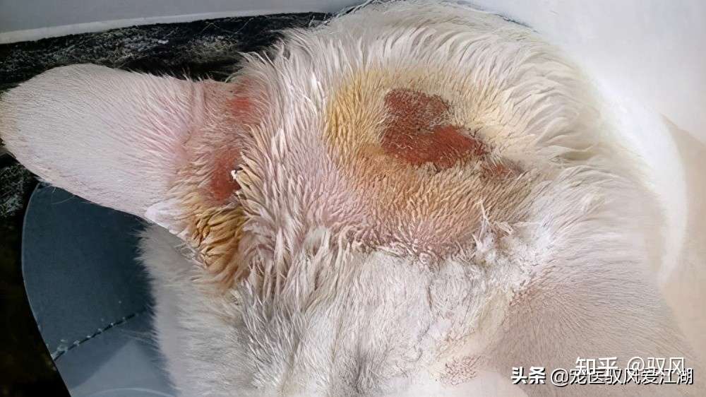 如何治疗和预防猫癣？猫咪背部脱毛一块且变红，我用这方法治好了- 知乎