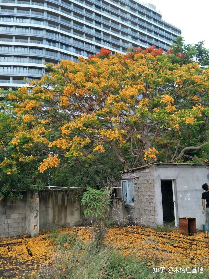 木杨庄基地的黄花凤凰木