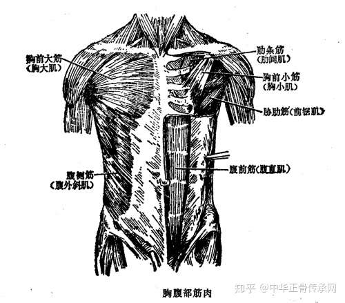 筋柔才能骨正 要正骨先揉筋 那么人体的筋肉你知道多少呢 知乎