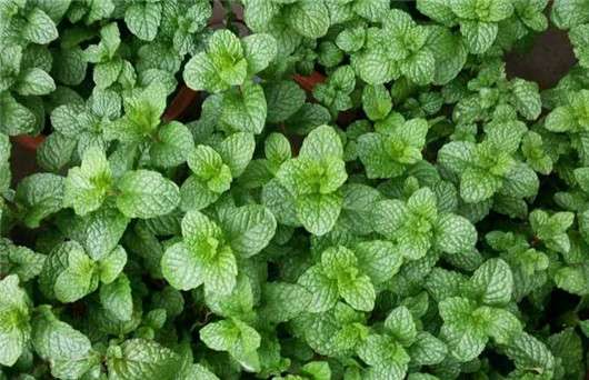 千万别小看香草薄荷的功效作用 一片叶子就能解决蚊虫叮咬的问题 知乎