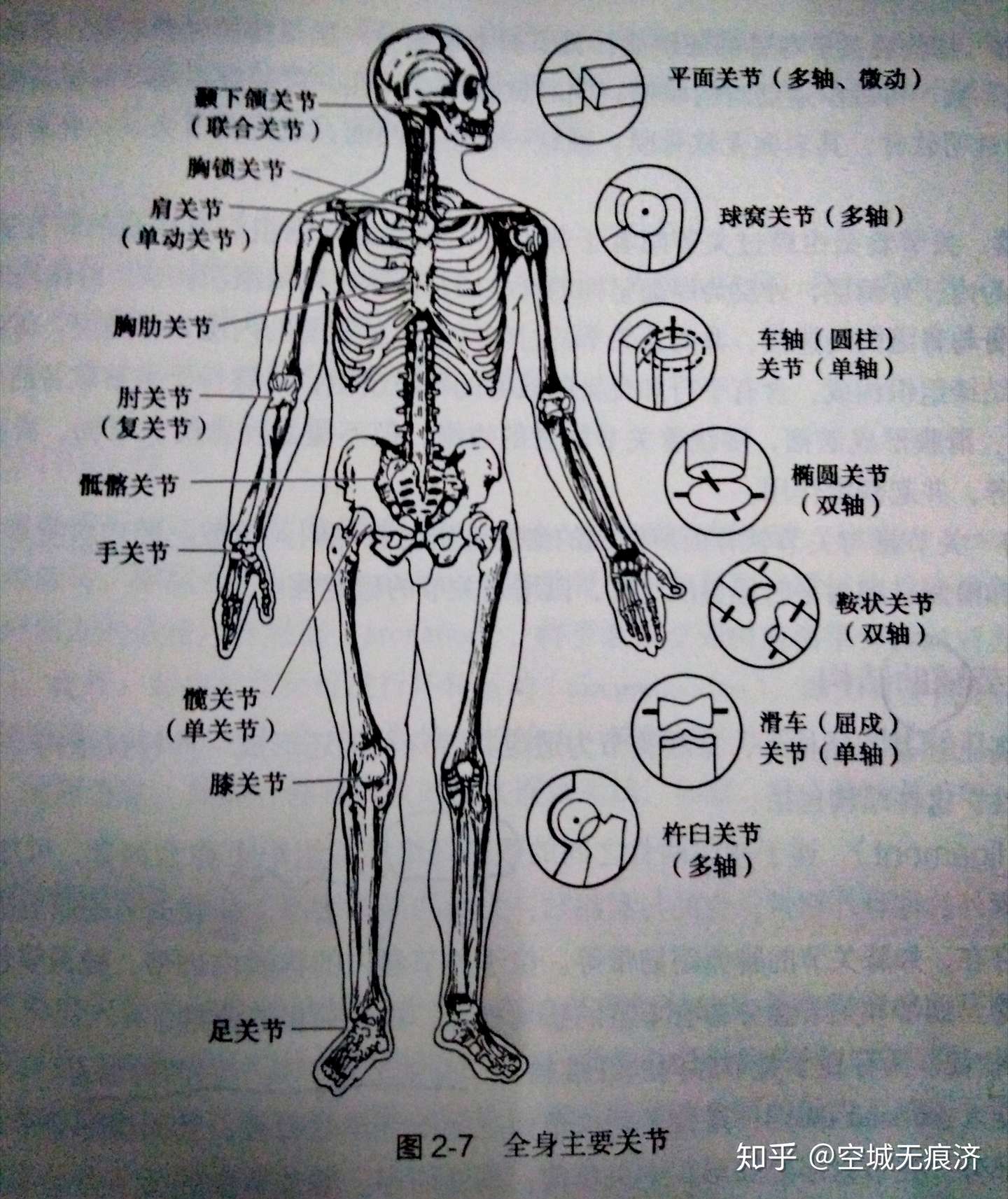 肌肉骨骼康复学 知乎