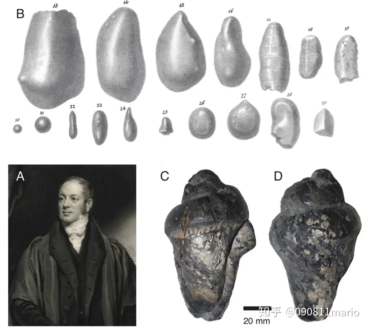 科学家玩屎？古生物的便便不要扔，可以建食谱、挖磷矿。 - 知乎