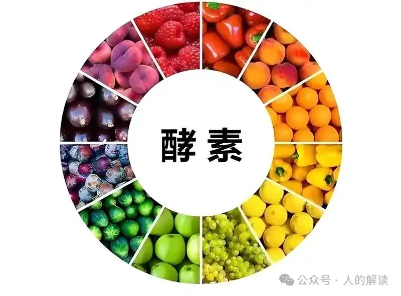 生机饮食的奥秘,吃的不仅是营养还有光-人的解读