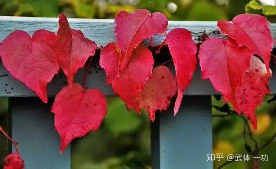 【一功分享】王维最美10首绝句，字字珠玑，首首如画(王维经典诗词)