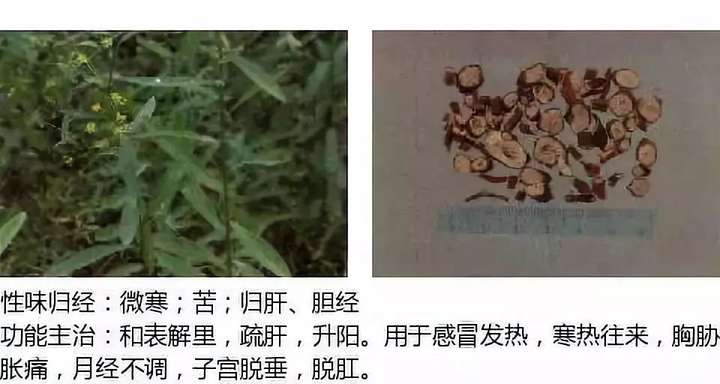 500余种中草药图  第25张