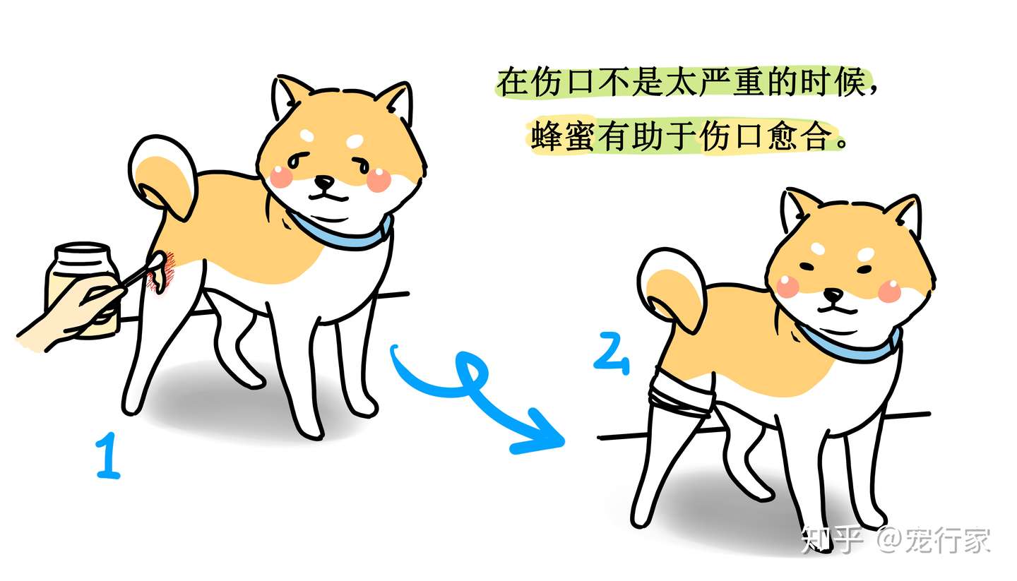 蜂蜜对狗狗真的好吗 生蜂蜜很好 糖浆制作的蜂蜜一无是处 知乎