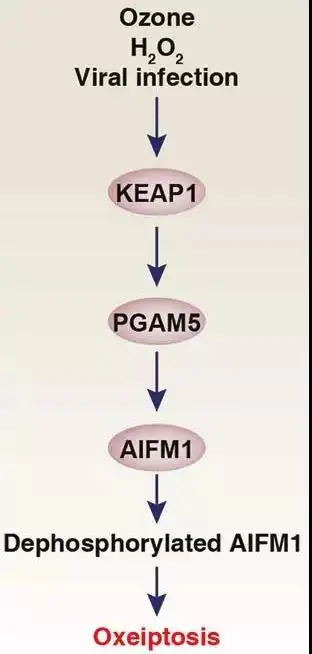 細胞凋亡(apoptosis),指機體在生理或病理條件下,為了維持自身內環境