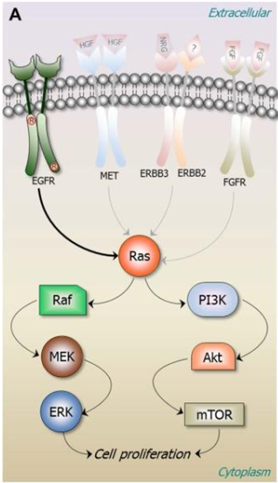 肿瘤细胞的多条增殖代谢途径