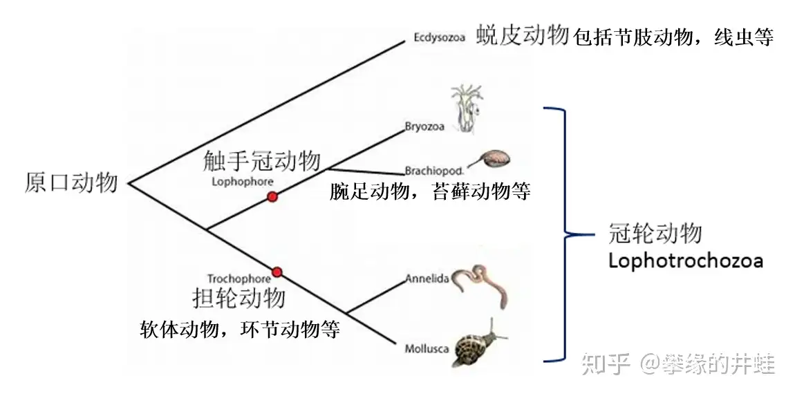 地球演义 寒武纪的余烬 腕足动物篇 知乎