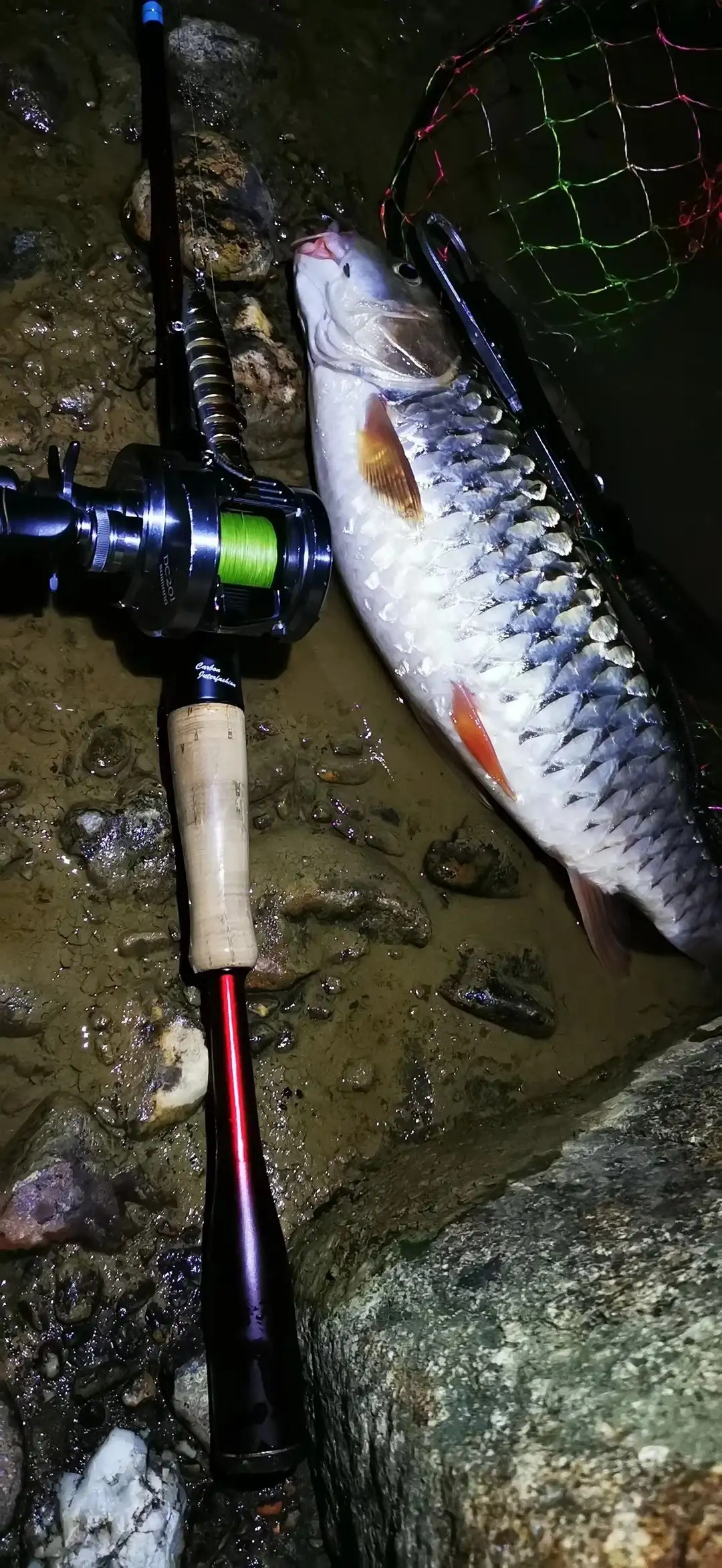 鱼在夜间吃饵是靠夜视眼吗 不然怎么觅食 知乎