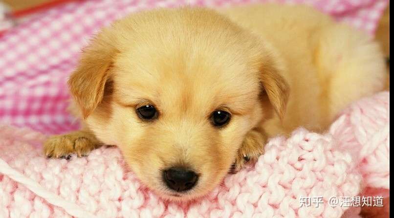 幼犬不拉粑粑怎么办 知乎