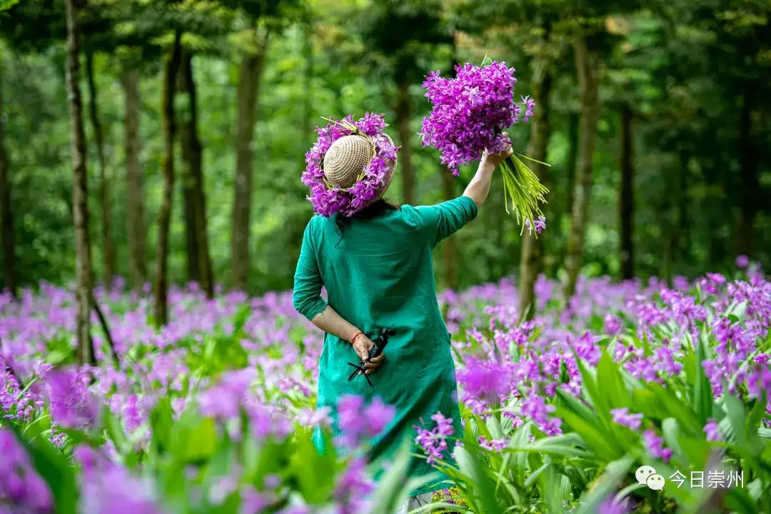 崇州这里 漫山紫花 惊艳初夏 知乎 崇州这里 漫山紫花 惊艳初夏 知乎