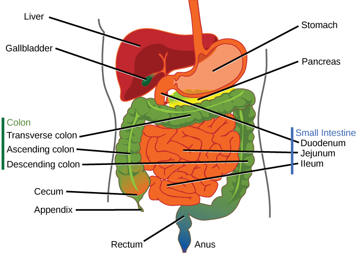 图说消化系统 Digestive System 脊椎动物 知乎