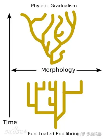& gould(1972, 1977)一样,都源自mayr(1954)的allopatric speciation