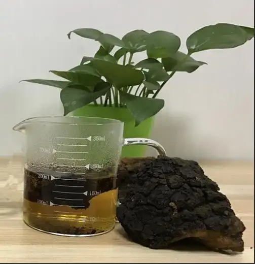 厉害了桦树茸居然有这种功效