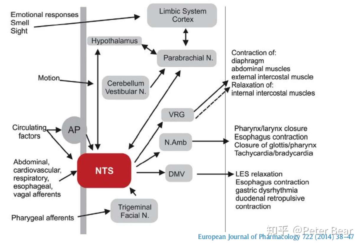 药剂师学习笔记之恶心呕吐 Nausea Vomiting 知乎