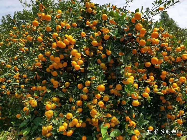 蜜桔营养价值高吗知乎(蜜桔的营养功效与作用)