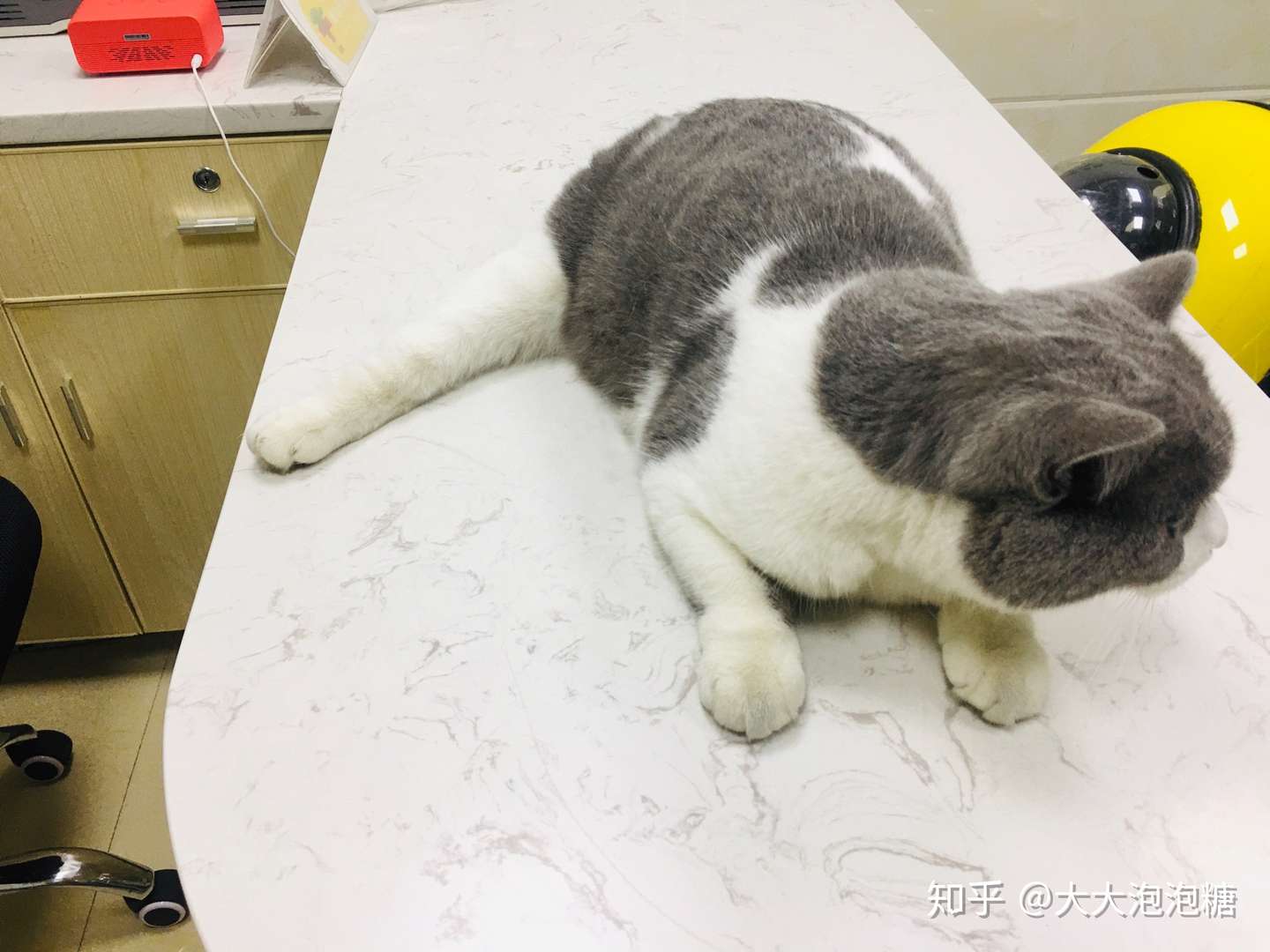 猫猫突然后肢无知觉，体温下降，哀嚎- 知乎