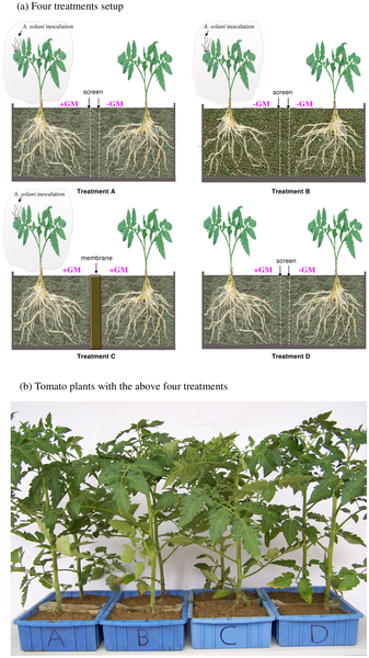 会说话的植物们 知乎