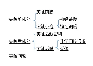 组织学与胚胎学期末复习重点神经组织篇