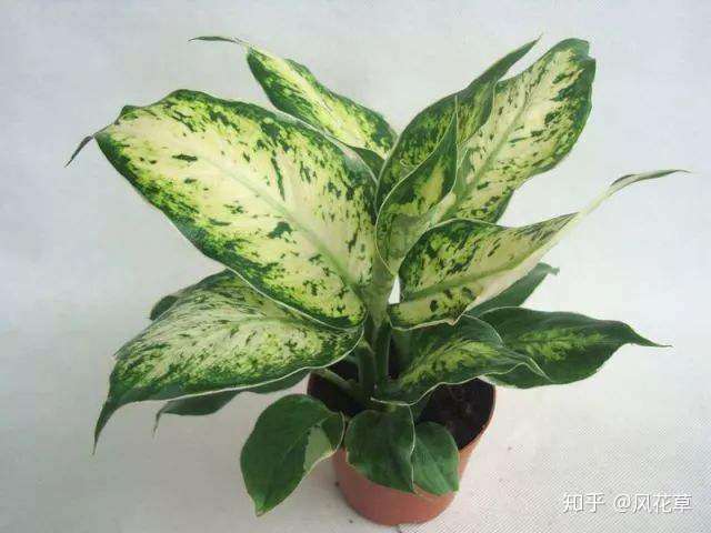 花叶万年青 这种植物放家里 胜过空气加湿器 但是应该如何养护呢 知乎