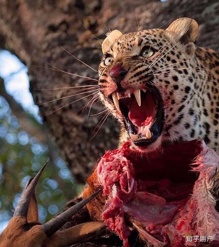 动物世界里你见过哪些很残酷血腥的画面
