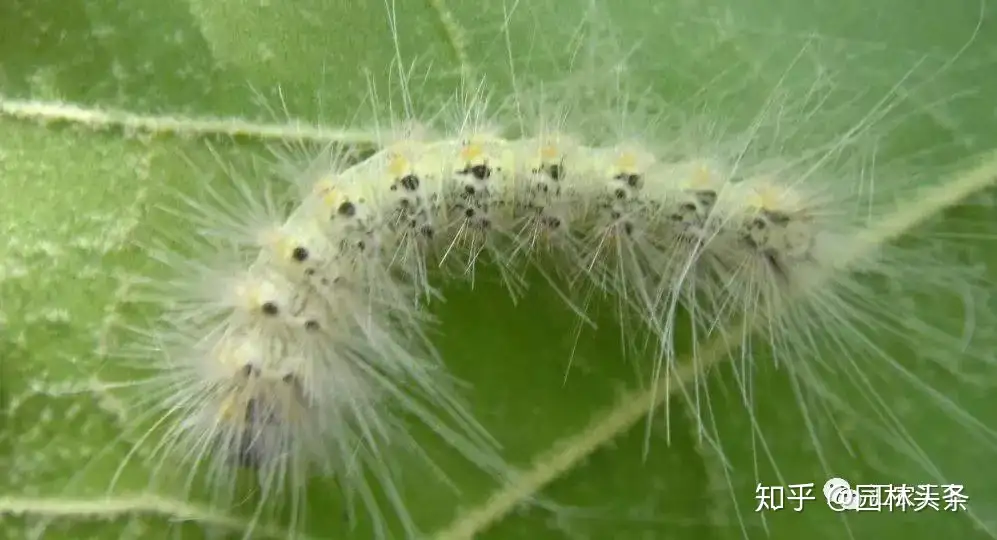 7 8月苗木虫害防治 看这一篇就够了 知乎