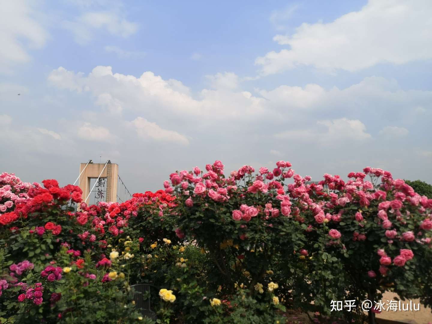 漫花玫瑰花海摄影采风 知乎