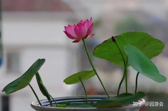 简单几步，手把手教你培养碗莲，开花其实很简单(碗莲怎么养能开花)