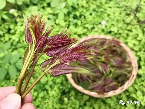 椿芽是春天的美味 维生素c含量特高 但食之不当 会致人中毒 知乎