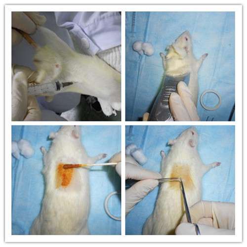 大鼠脊髓损伤动物模型
