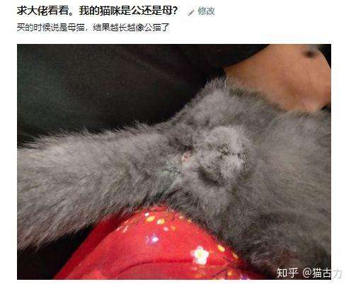 猫小时候怎么区分公母图片