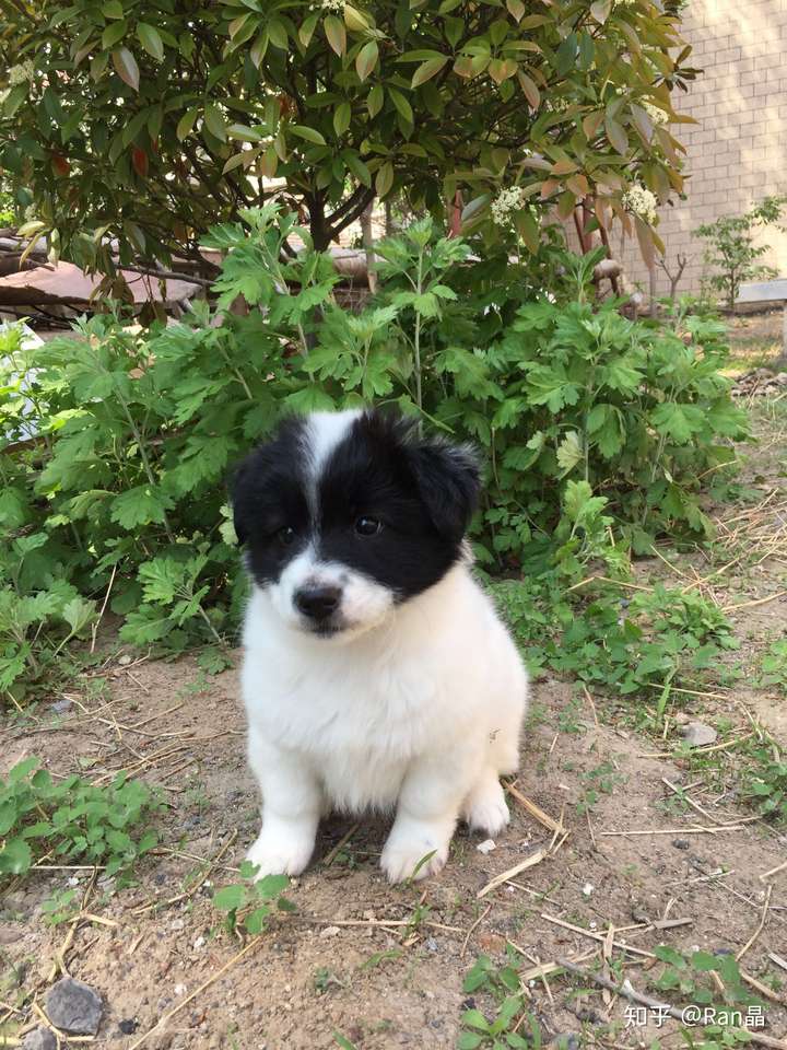 这是边牧还是土狗