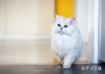 猫咪图鉴---金吉拉猫