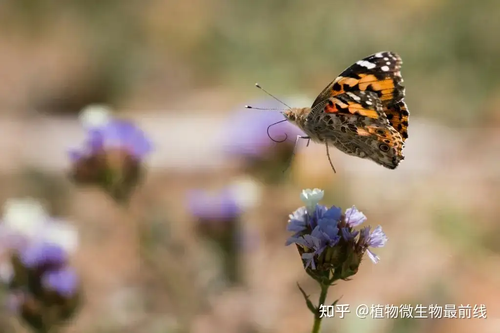 南京农业大学植物保护学院在PNAS发表研究论文，揭示了小红蛱蝶的种群